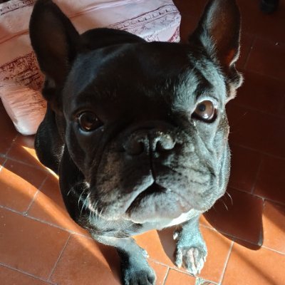 jdpuntarello's profile picture. 