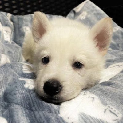 vauvaudesu_'s profile picture. 23 関東 L