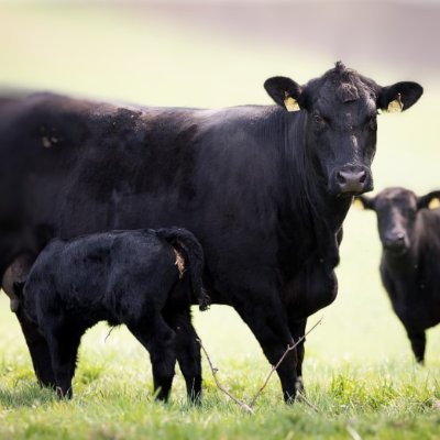 Spyteam265_'s profile picture. 