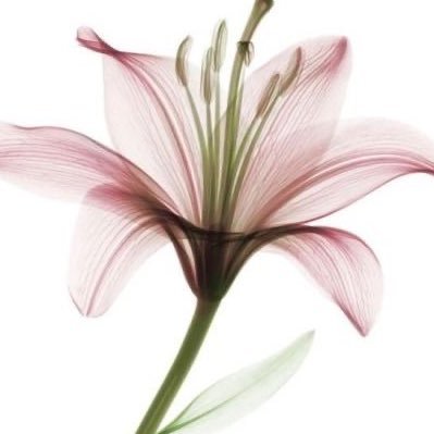 1vn6n's profile picture. {وَاجعَلني مِن وَرَثَةِ جَنَّةِ النَّعيم}