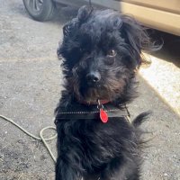 Hi I’m Rupert (@rupertbear_pup) 's Twitter Profile Photo Hi I’m Rupert (@rupertbear_pup) 's Twitter Profile Photo