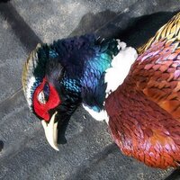 Doug Berg (@phsnthntr) 's Twitter Profile