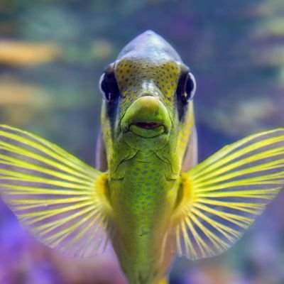 Dive into the vibrant world of exotic fish & aquariums! 🐠 🐟