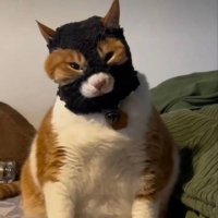 Jay (@kungfufightingg) 's Twitter Profile