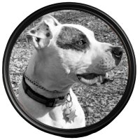 Clau Marenco ☕🐶🐾🖤 (@stevee_maren2) 's Twitter Profile Photo Clau Marenco ☕🐶🐾🖤 (@stevee_maren2) 's Twitter Profile Photo