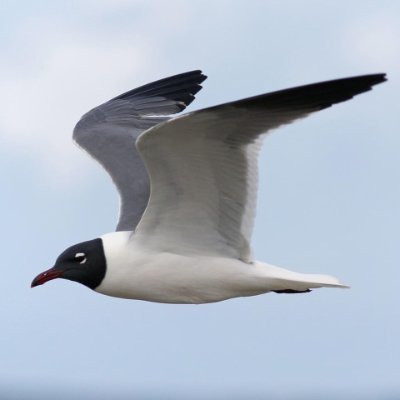 Vi. Cano. 30. they/them. Gamedev. Birder. Sometimes draw here. Please don't follow me if you are a minor.
