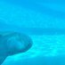 Codi Zapata (@artsydolphins) Twitter profile photo Codi Zapata (@artsydolphins) Twitter profile photo