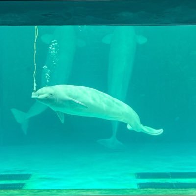 ur3zs's profile picture. 🎵📕✈️