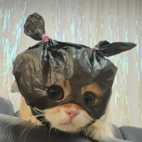 🐱LookPad🐶 (@kotchaniphad) 's Twitter Profile