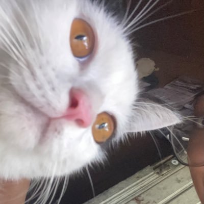 yourlilwhale's profile picture. aktif selalu bebs