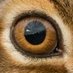 Nillulz - aurbee (@ihaveafacelol) Twitter profile photo Nillulz - aurbee (@ihaveafacelol) Twitter profile photo