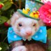 Only Ferrets (@rivermakes) Twitter profile photo Only Ferrets (@rivermakes) Twitter profile photo
