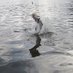 Fishing_Fhysalis (@fishingfhysalis) Twitter profile photo Fishing_Fhysalis (@fishingfhysalis) Twitter profile photo