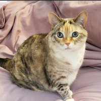 EllieJ (@piggy4eva2) 's Twitter Profile