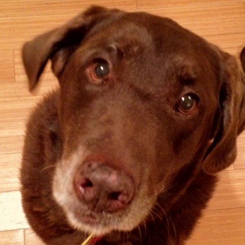 priebej's profile picture. 