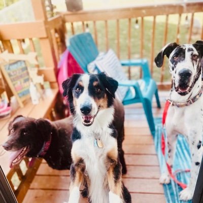 Professional, Reliable & Affordable Pet Care Services