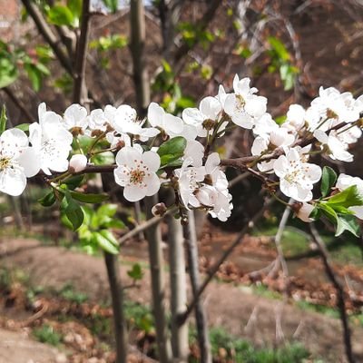 هیچ عبادتی را کوچک نشمارید از آب دادن به گلها تا خوشروئی و مهربانی