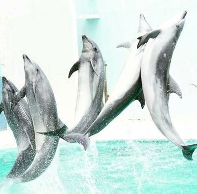 TYT_tatumg_ayyn's profile picture. 🔰懸賞垢💘ブルべ夏⁑三度のめしよりグミが好き ｸﾞ🏆٩( ᐛ )و ﾐ⁑フルーツ⁑🎹🫢⁑😌♨⁑1000フォロワーめざせ⁑無言フォローOK⁑無言フォロー失礼します⁑🍋🧴💆‍♀️⁑懸賞仲間さんを募集中⁑当選報告・PRは一生懸命、丁寧にご紹介させていただきます⁑🚨ゲーム会社や副業、怪しい垢等はお断り🚨