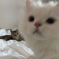 リノ (@ncnyan3) 's Twitter Profile