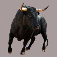BullNuttPullah (@bullnuttpullah) 's Twitter Profile Photo BullNuttPullah (@bullnuttpullah) 's Twitter Profile Photo