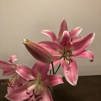 E♡. (@ella_ii7x) 's Twitter Profile