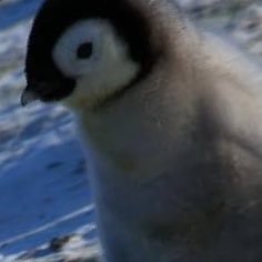 rommm303's profile picture. ハチワレとドジャース好きの情報収集垢。SNS苦手人の為、ROM専。素敵だなと思った方や、経営学や経済学の勉強、金融市場動向、その他趣味の情報収集でフォローしています🍙