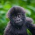 KWANDA BABY GORILLA (@kwandababygoril) Twitter profile photo KWANDA BABY GORILLA (@kwandababygoril) Twitter profile photo