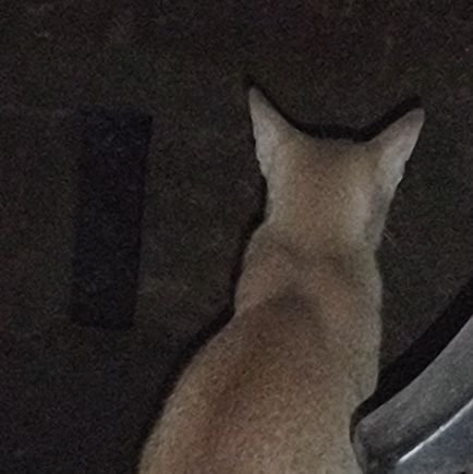 Shuvzorh's profile picture. 