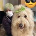金デヴ (@kindevu) Twitter profile photo 金デヴ (@kindevu) Twitter profile photo