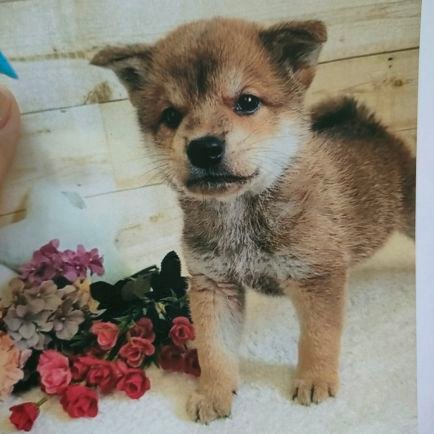 shibachobi's profile picture. 柴犬のちょびです🐶2020年2月４日生まれの5才🐶 やんちゃでいたずら三昧 それでも笑顔と癒しとパワーをくれる家族の人気者🐶 親バカ目線ですみません(๑･̑◡･̑๑) よろしくお願いします☆ ※無言フォローお許しください🙏