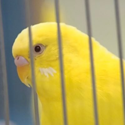 セキセイインコ溺愛中|ルチノーのトリちゃん🐤♂(🐣2023.12.28→ 🏠2024.2.4お迎え) | 代理保護中の仮名・凪ちゃん🐦♀(2025.8.2石岡市で保護)| 2007〜ARASHI💙、2025〜timelesz💛💜 | 🦜鳥好きさん大歓迎💓無言フォロー失礼します🙇♂️