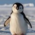 penguen (@scpengue) Twitter profile photo penguen (@scpengue) Twitter profile photo