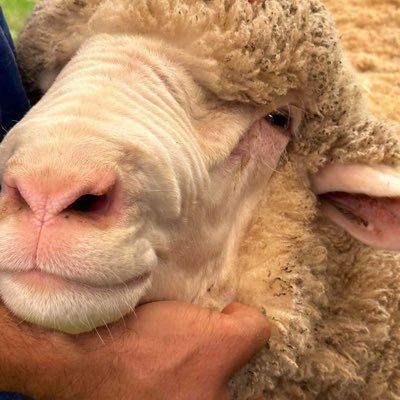 TennilleNorrish's profile picture. Passionate Woolgrower 🐑