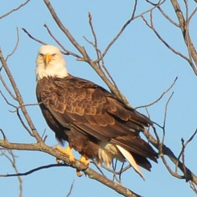Just a few of the bird's I've encountered through the years and several of the holes and sights @Chatham_Hills, @VisitHamiltonCo and @CityofWestfield.