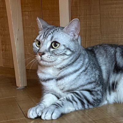 静岡→東京へ26♂好きな物ちいかわ、メダカ飼育、美容整形、ジム通い💪好きなゲームバウンティラッシュ、ポケポケ、パチンコリゼロ2東京喰種以上よろしくお願いします〜🙏気軽にフォローよろしくお願いします!PayPayID:kuromame4649 ブログ→https://t.co/psF6UFPVuv