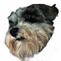 P.J.M. (@peterm52394) 's Twitter Profile