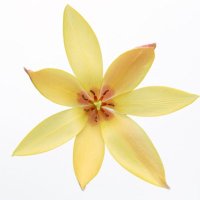 روزي (@rosey1y) 's Twitter Profile Photo