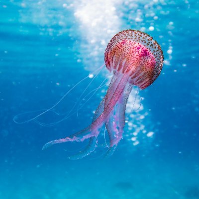 SohanJodo's profile picture.