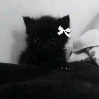 ⋆✴︎˚｡⋆ sage ✮⋆˙⭑.ᐟ (@simsagessi) Twitter profile photo