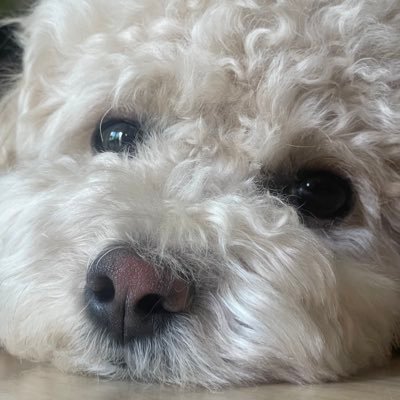 boribori0714's profile picture. 