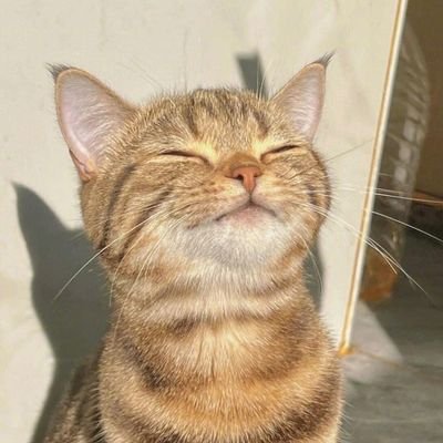 MissIntrovert9's profile picture. ꫝꪖρρⅈꪀꫀડડ ᥴꪮꪑꫀડ ⅈꪀ ᭙ꪖꪜꫀડ.🌊💛😽