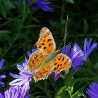 ここあ (@thonda053) 's Twitter Profile Photo