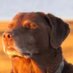 ManganetaDragon (@manganetad) Twitter profile photo ManganetaDragon (@manganetad) Twitter profile photo