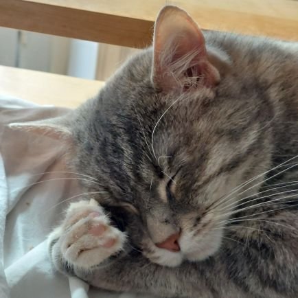 Olympialechat's profile picture. Je ne miaule pas, je coinc 😼