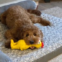 AnnaFP (@granitestatemom) Twitter profile photo