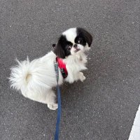 けだま (@vg7ldpwk1v7471) 's Twitter Profile