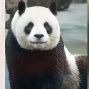 tichaonachiripa's profile picture.