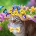 Rebel Cat 🧡😼👑🌟 (@rollerroxie) Twitter profile photo Rebel Cat 🧡😼👑🌟 (@rollerroxie) Twitter profile photo