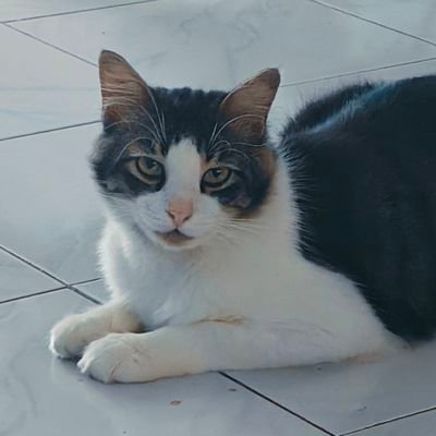Rezailham110's profile picture. 