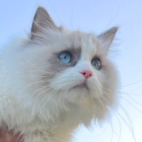 苍耳🍥 (@canger_6) 's Twitter Profile